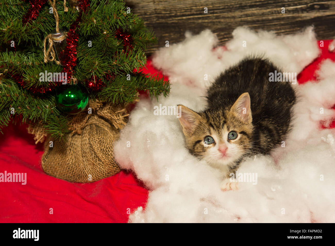 Christmas Kitten Stock Photo Alamy