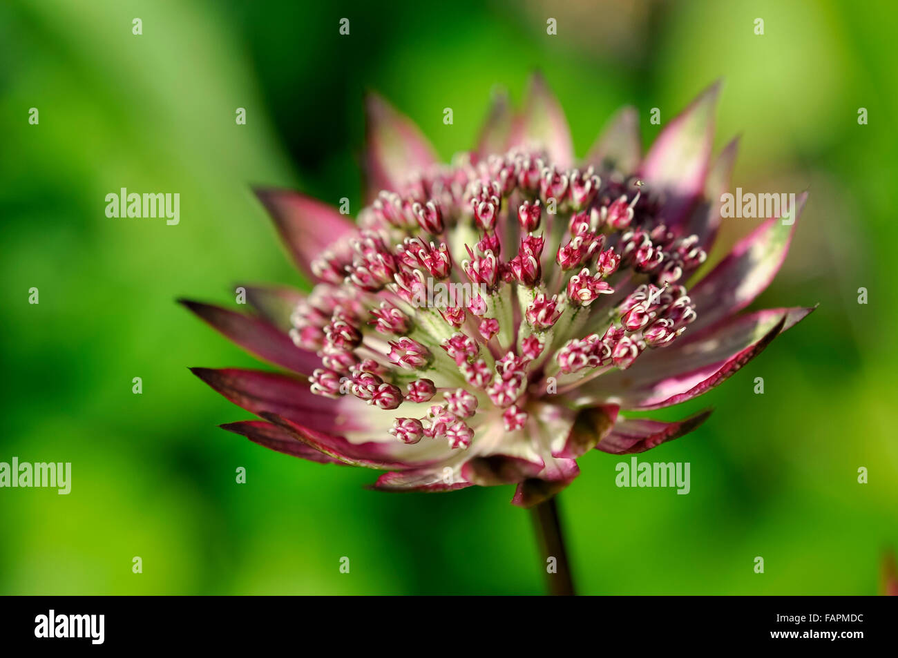 Deep red Astrantia flower in close up. Distinctive pincushion like flower with a ruff of red bracts. Stock Photo
