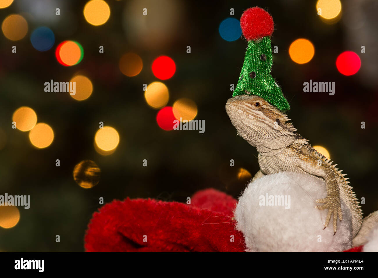 Bearded dragon at christmas hires stock photography and images Alamy