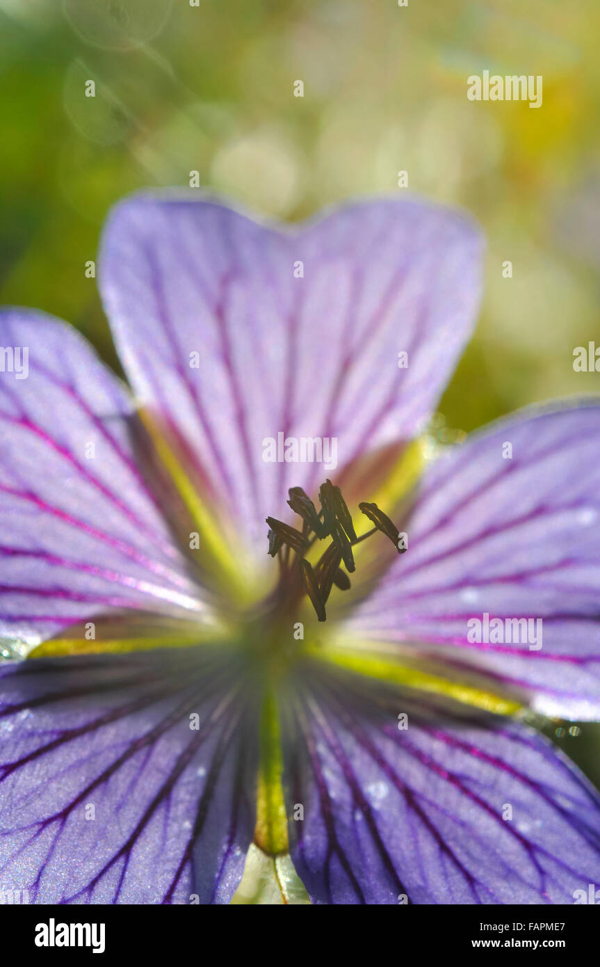 Close up of a soft purple flowering Cranesbill with sunlight shining through the veined petals. Stock Photo