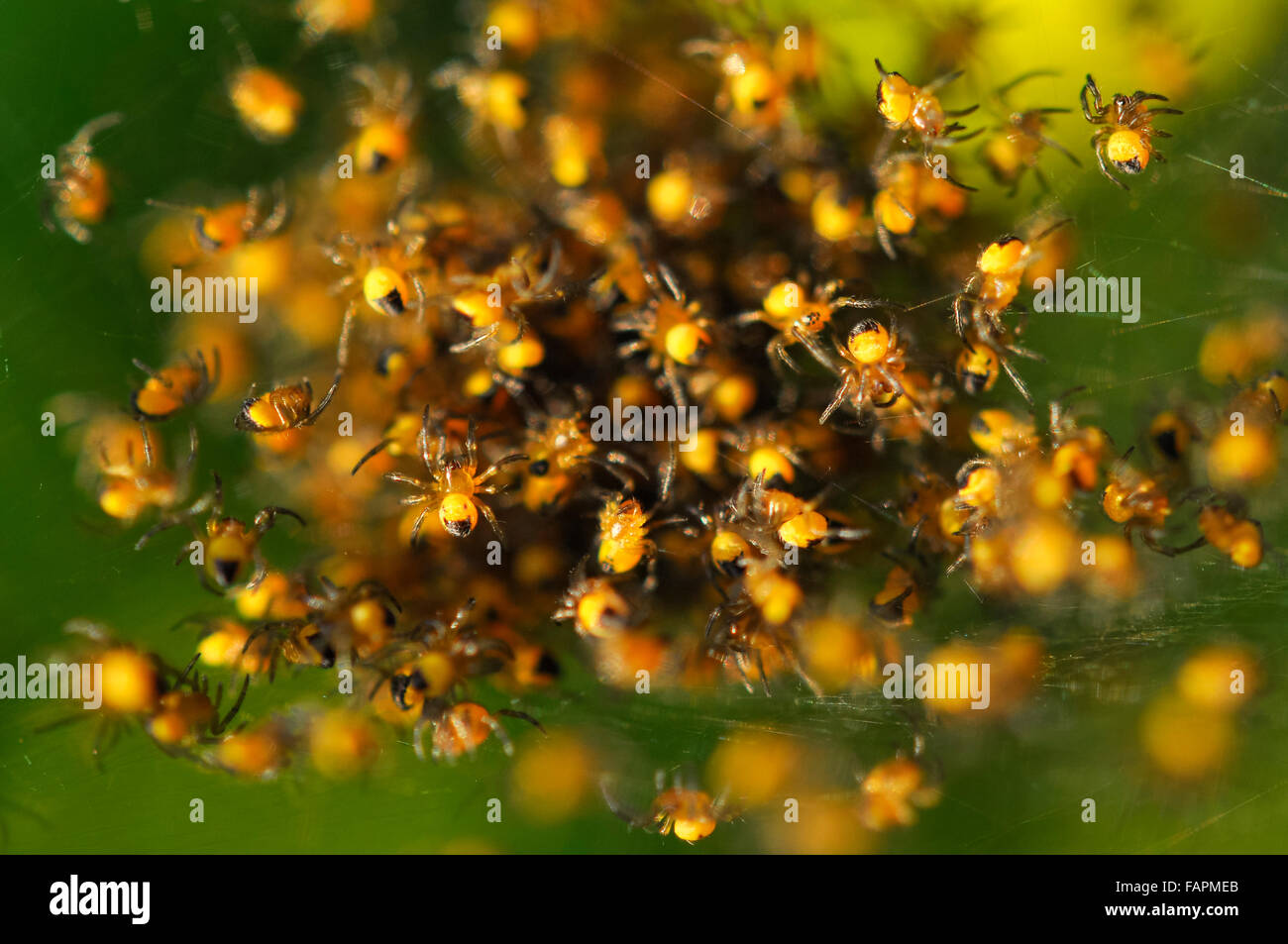A nest of tiny yellow and black garden spiders in an english garden Stock Photo Alamy