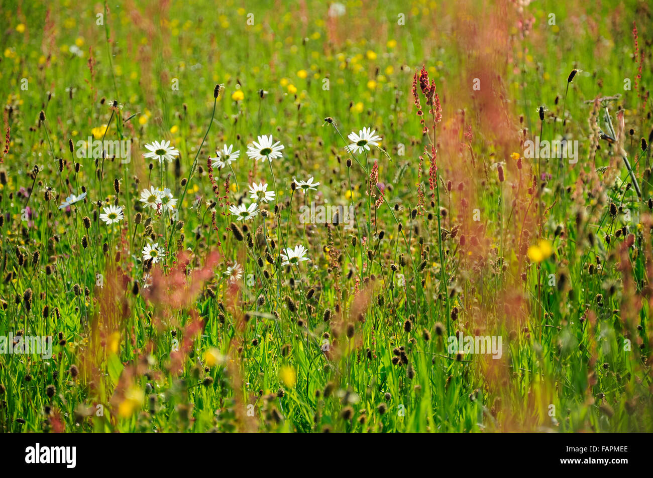 English summer meadow full of wildflowers. Stock Photo