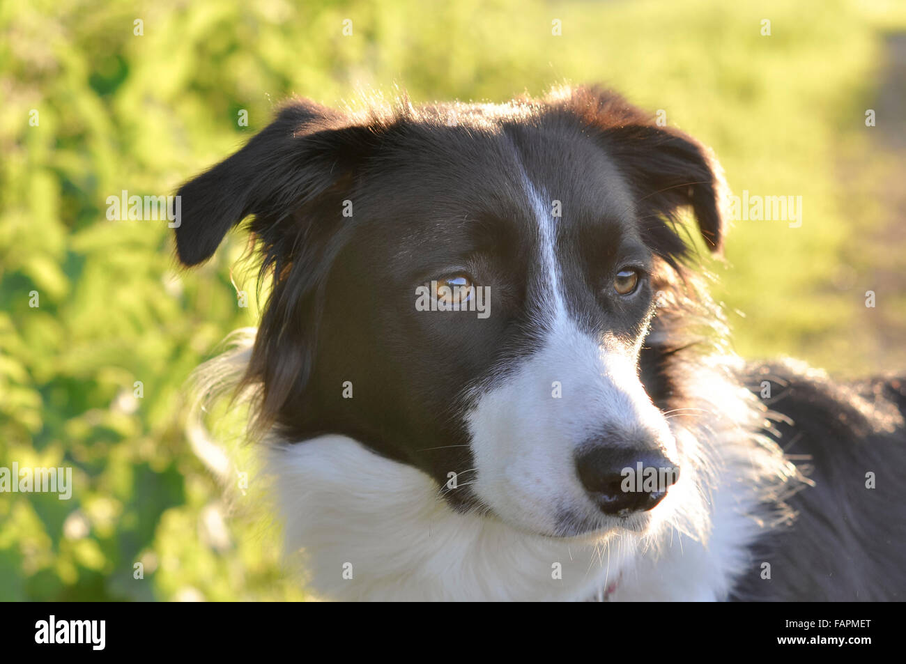 Cute Border Collie dog in soft summer sunshine. Stock Photo