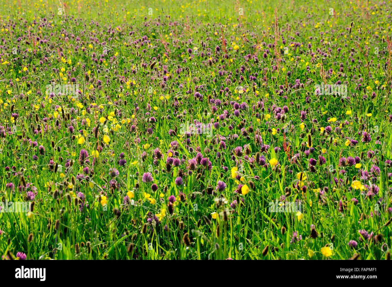 English summer meadow full of wildflowers. Mass of purple clover and yellow buttercups. Stock Photo