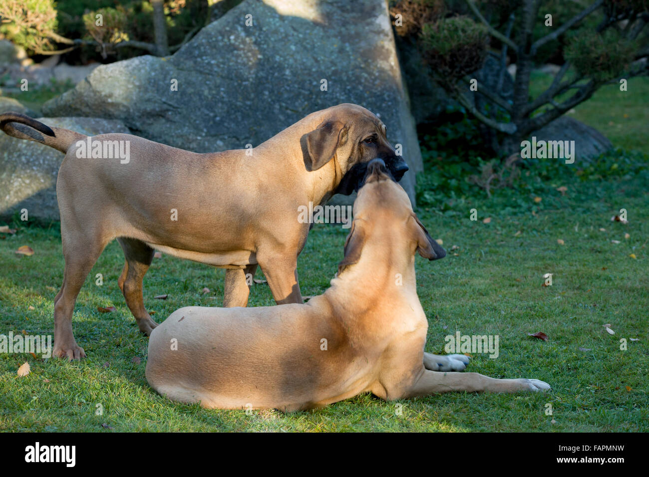 Brazilian pet hi-res stock photography and images - Page 10 - Alamy
