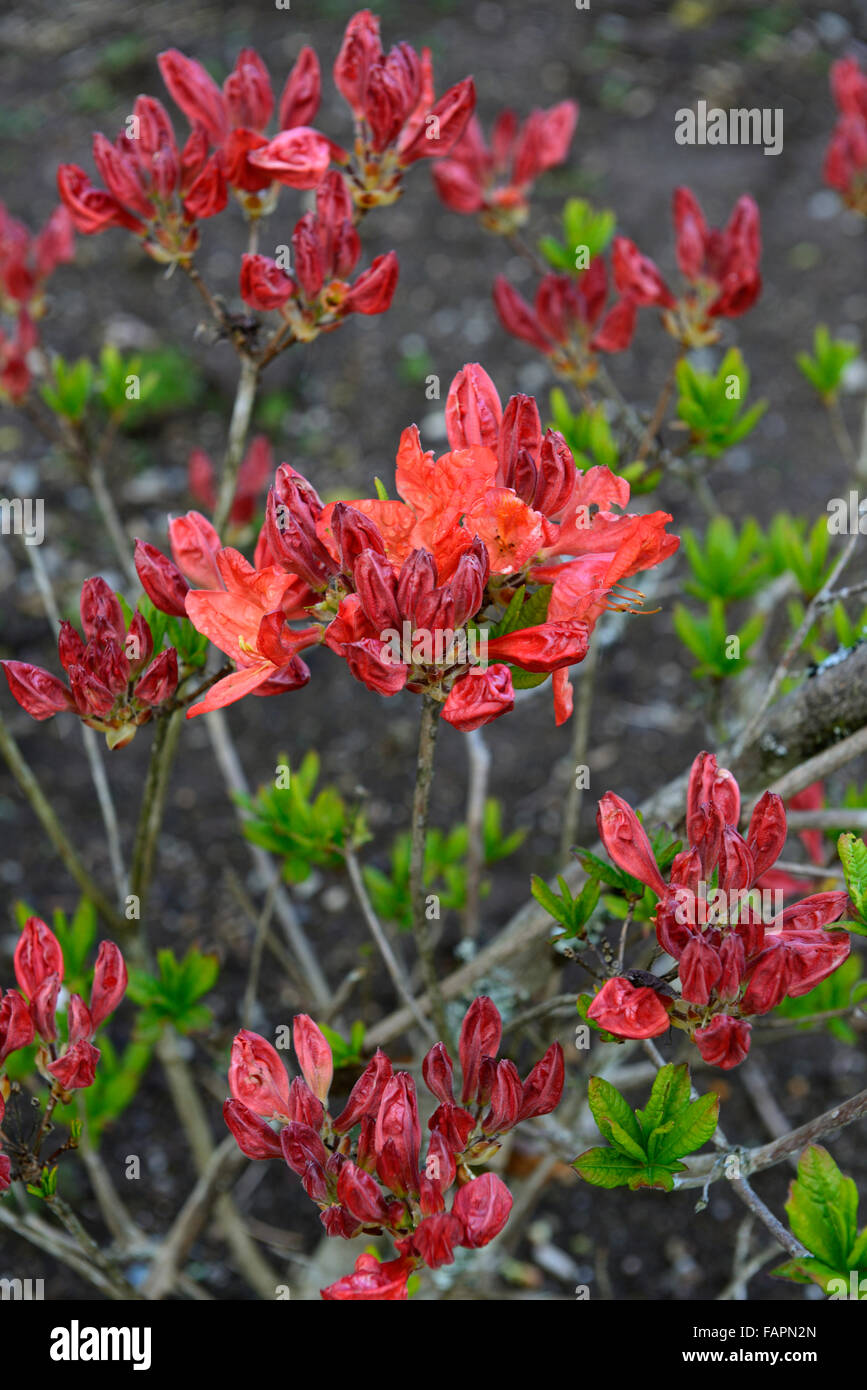 azalea mollis dr m o oosthoek red flower flowering display spring flowers shrubs blossom kennedy park wexford RM Floral Stock Photo