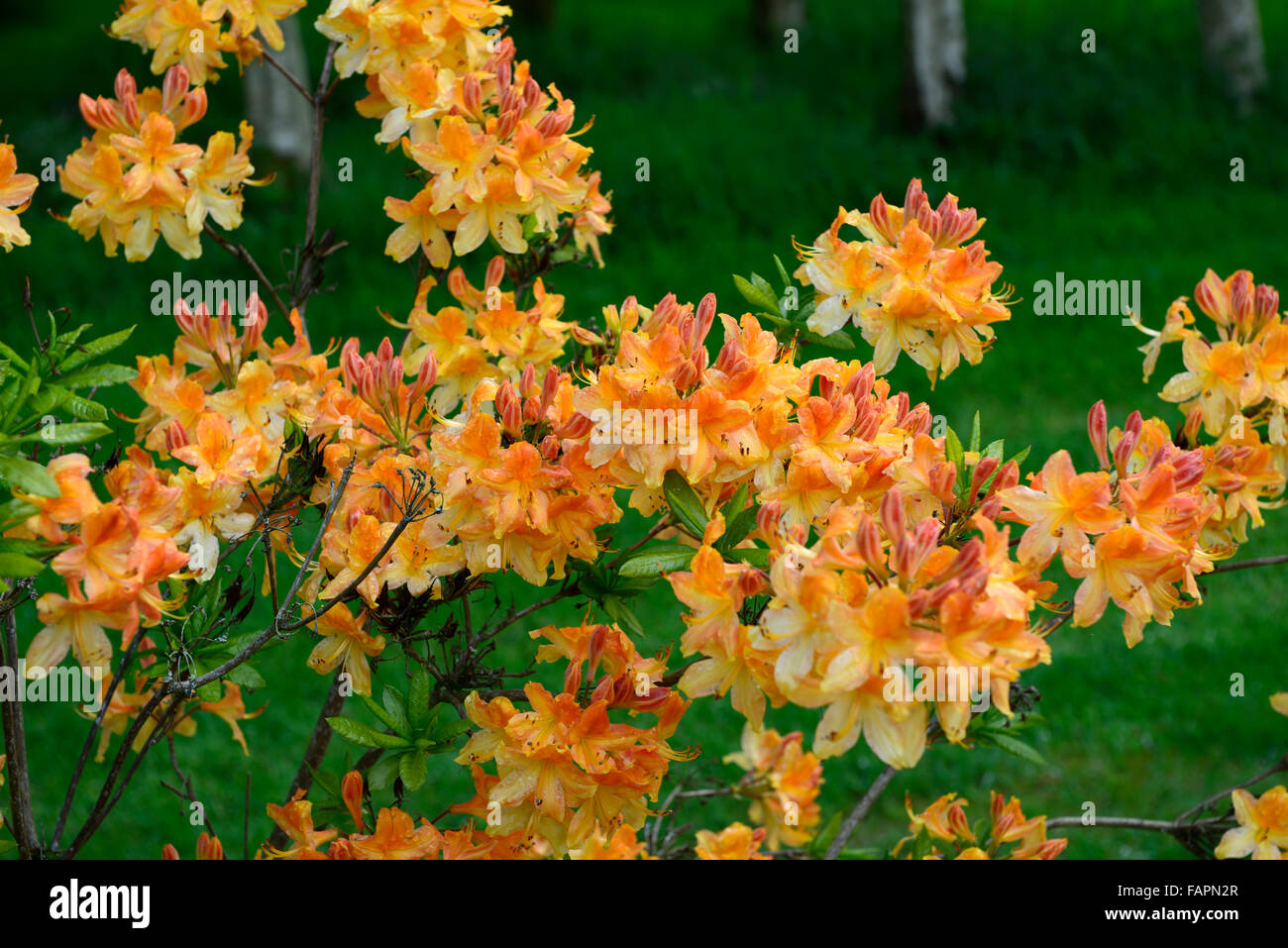 azalea mollis hollandia orange flower flowering display spring flowers shrubs blossom kennedy park wexford RM Floral Stock Photo