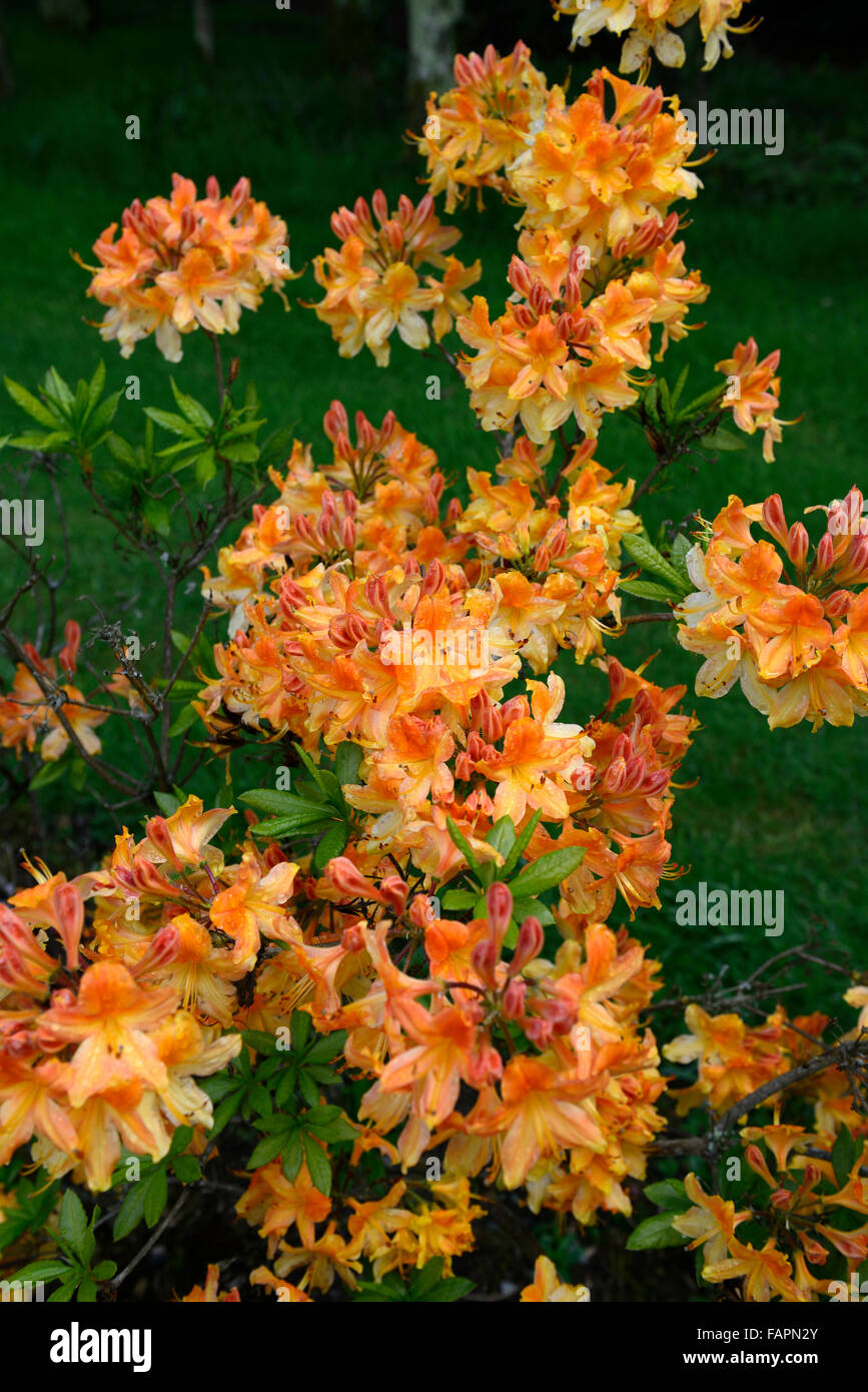 azalea mollis hollandia orange flower flowering display spring flowers shrubs blossom kennedy park wexford RM Floral Stock Photo