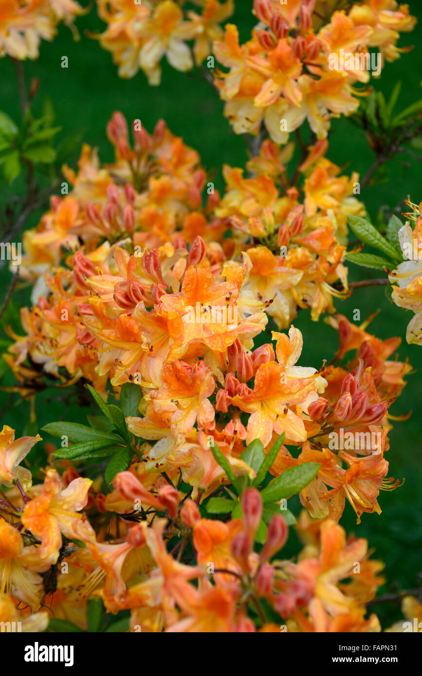 azalea mollis hollandia orange flower flowering display spring flowers shrubs blossom kennedy park wexford RM Floral Stock Photo