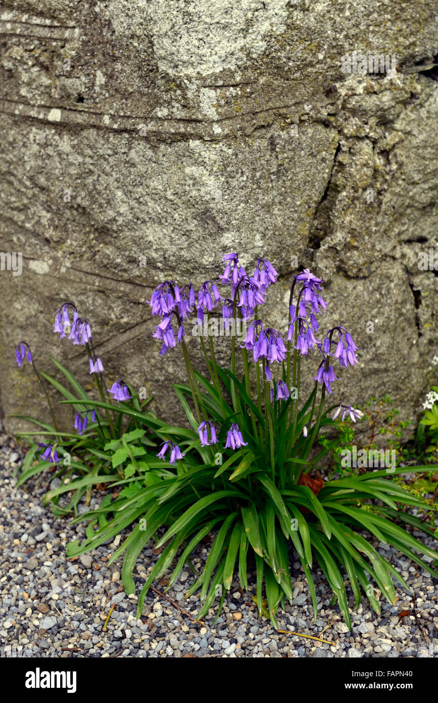 bluebell seedling grow growing gravel crack gap space wall path