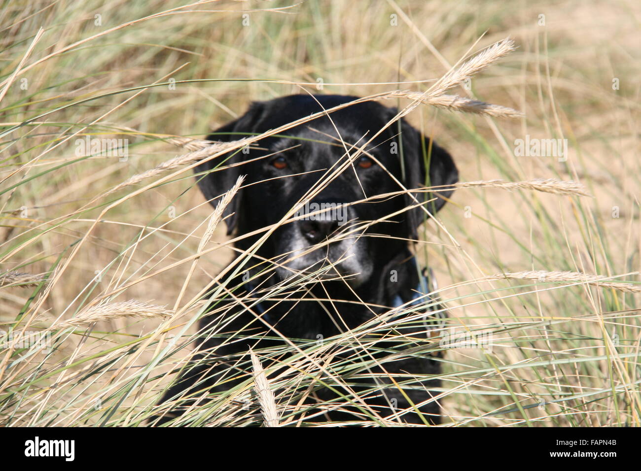 AN ARTISTIC LANDSCAPE PHOTO OF A MALE BLACK LABRADOR DOG WITH HEAD AND SHOULDERS SEEN THROUGH LONG GRASS,EYES VISIBLE Stock Photo