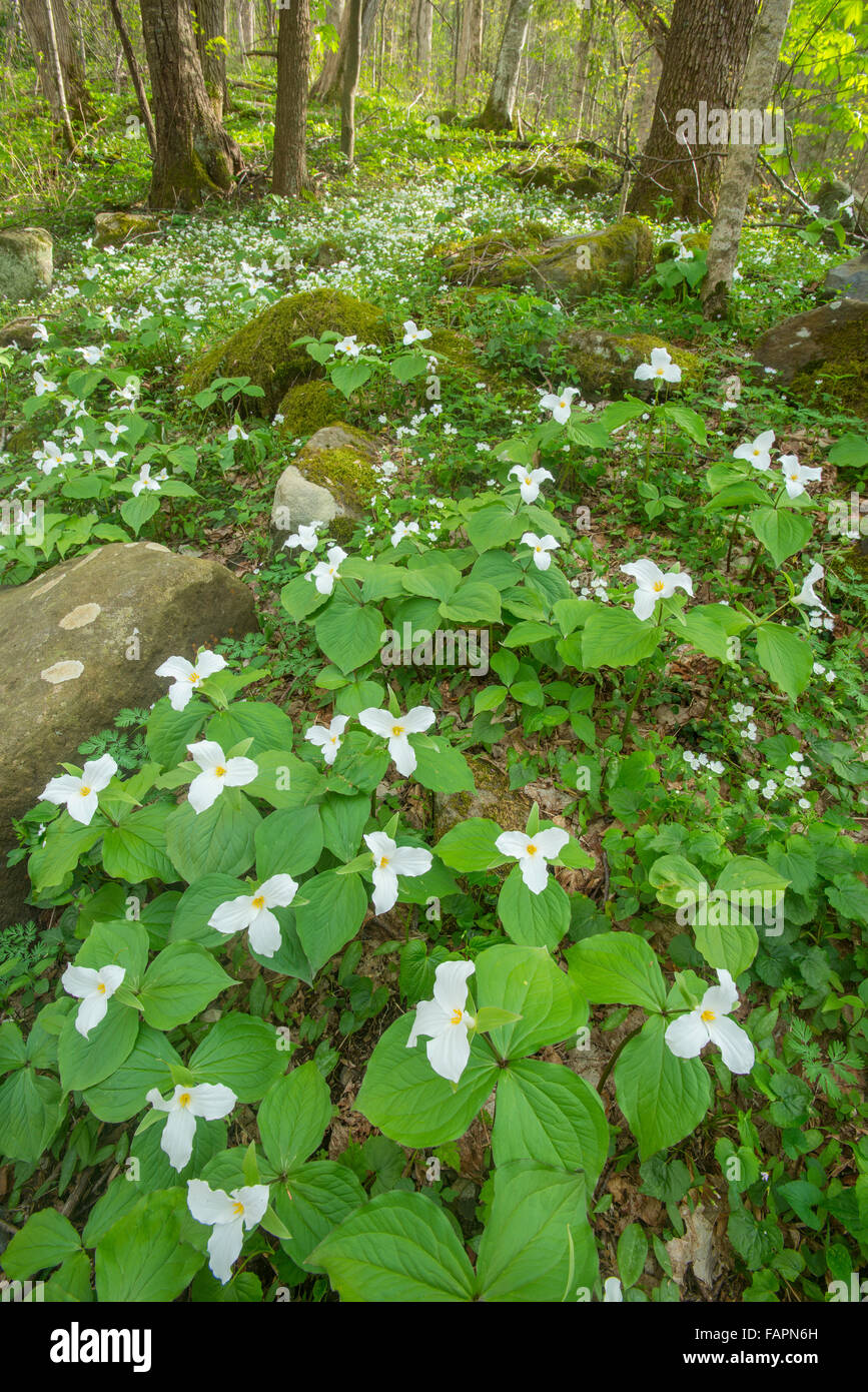 Lg White-flowered trilliums (T. grandiflorum), Spring, White-Fringed Phacelia (P.frimbiata), Smoky Mt NP, USA, by Bill Lea/Dembinsky Photo Assoc Stock Photo