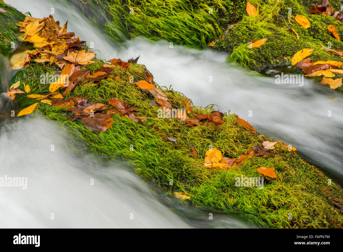 Autumn leaves and moss, Laurel Creek Falls River, Great Smoky Mountains NP, Tennessee USA Stock Photo