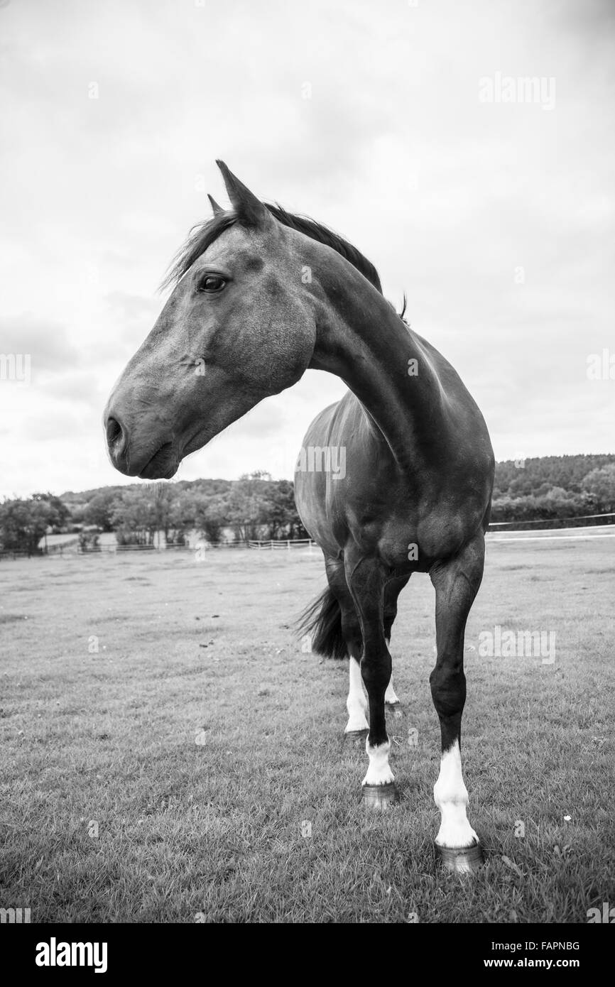 Horse in field in black and white, full length view of horse no head collar or bridal, natural shot of horse standing in field Stock Photo