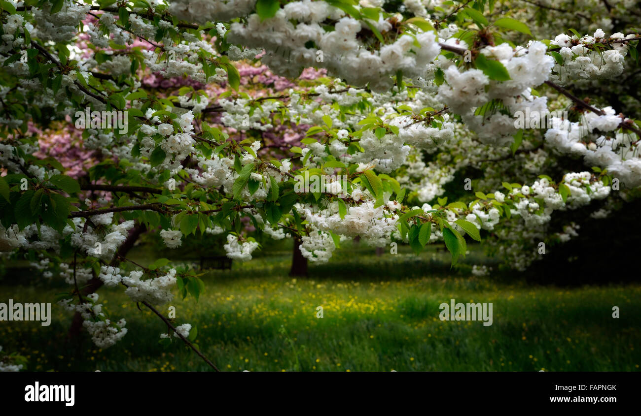 pink white cherry blossom blossoms flowers orchard setting spring wood woodland RM Floral Stock Photo