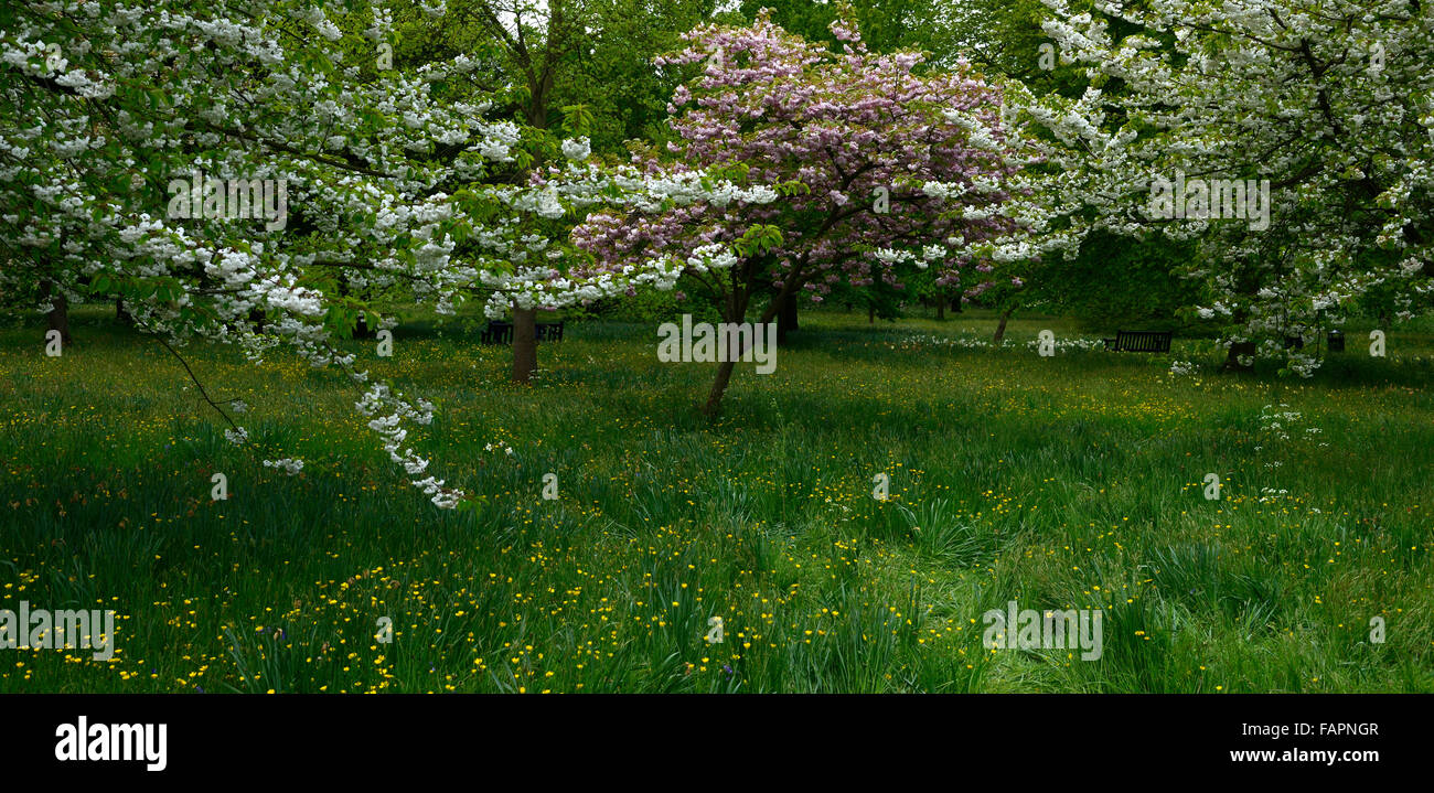 pink white cherry blossom blossoms flowers orchard setting spring wood woodland RM Floral Stock Photo