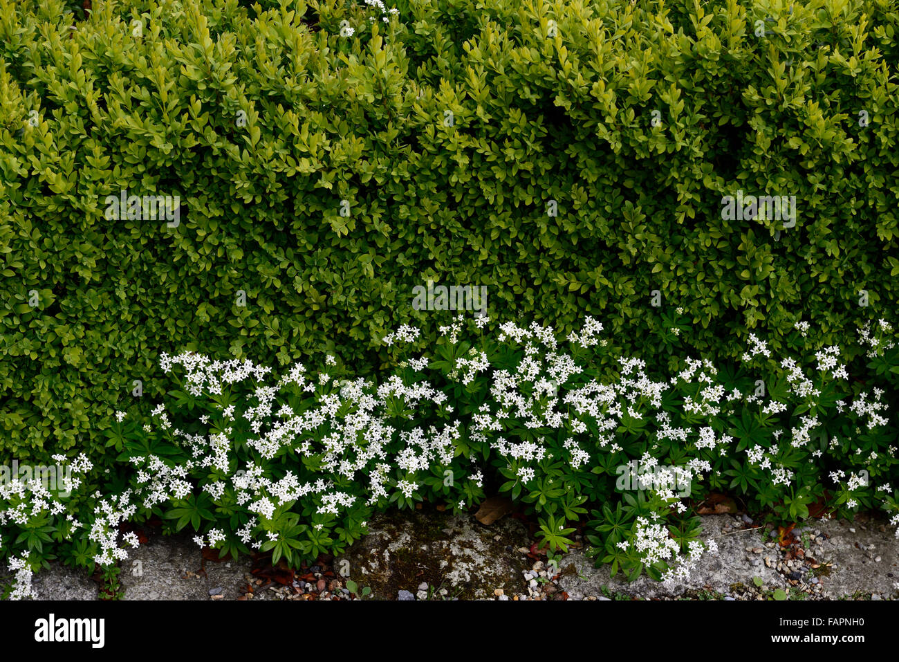 choisya ternata white flowers spring Ligustrum ovalifolium hedge hedging contrast garden design RM Floral Stock Photo