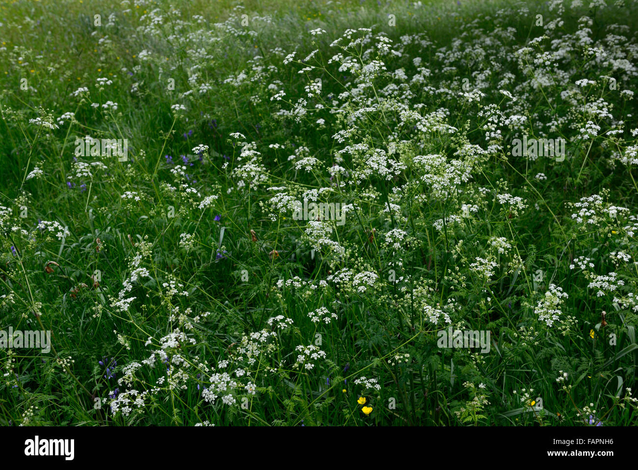 cow parsley white flowers flower flowering  white wildflower meadow native wildflowers RM Floral Stock Photo