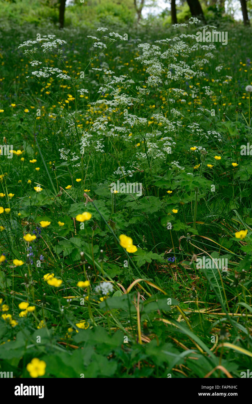 cow parsley white flowers flower flowering buttercup yellow white wildflower meadow native wildflowers RM Floral Stock Photo