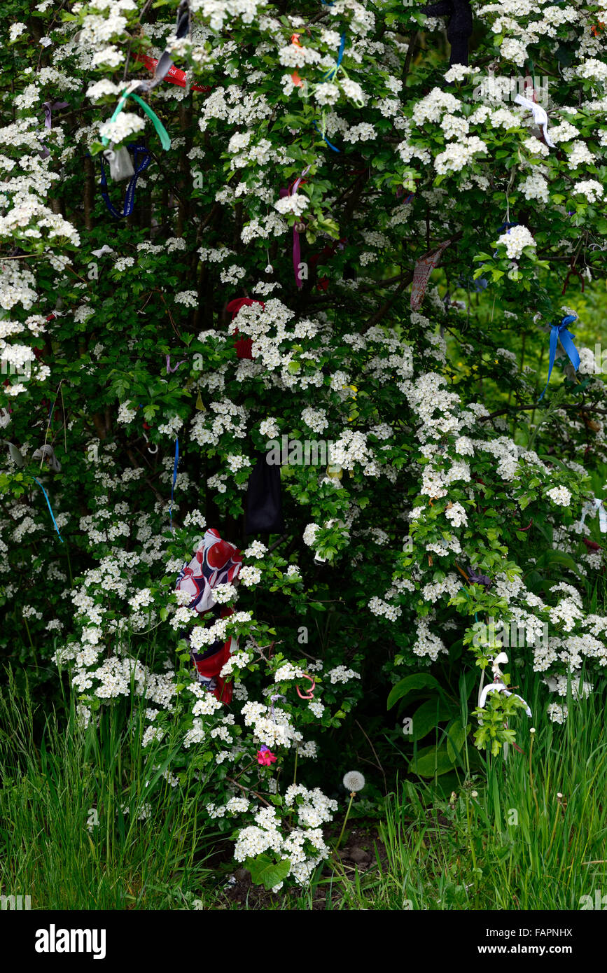 crataegus monogyna rag tree whitethorn mayblossom rags tied tie folklore superstition religion religious fairy RM Floral Stock Photo