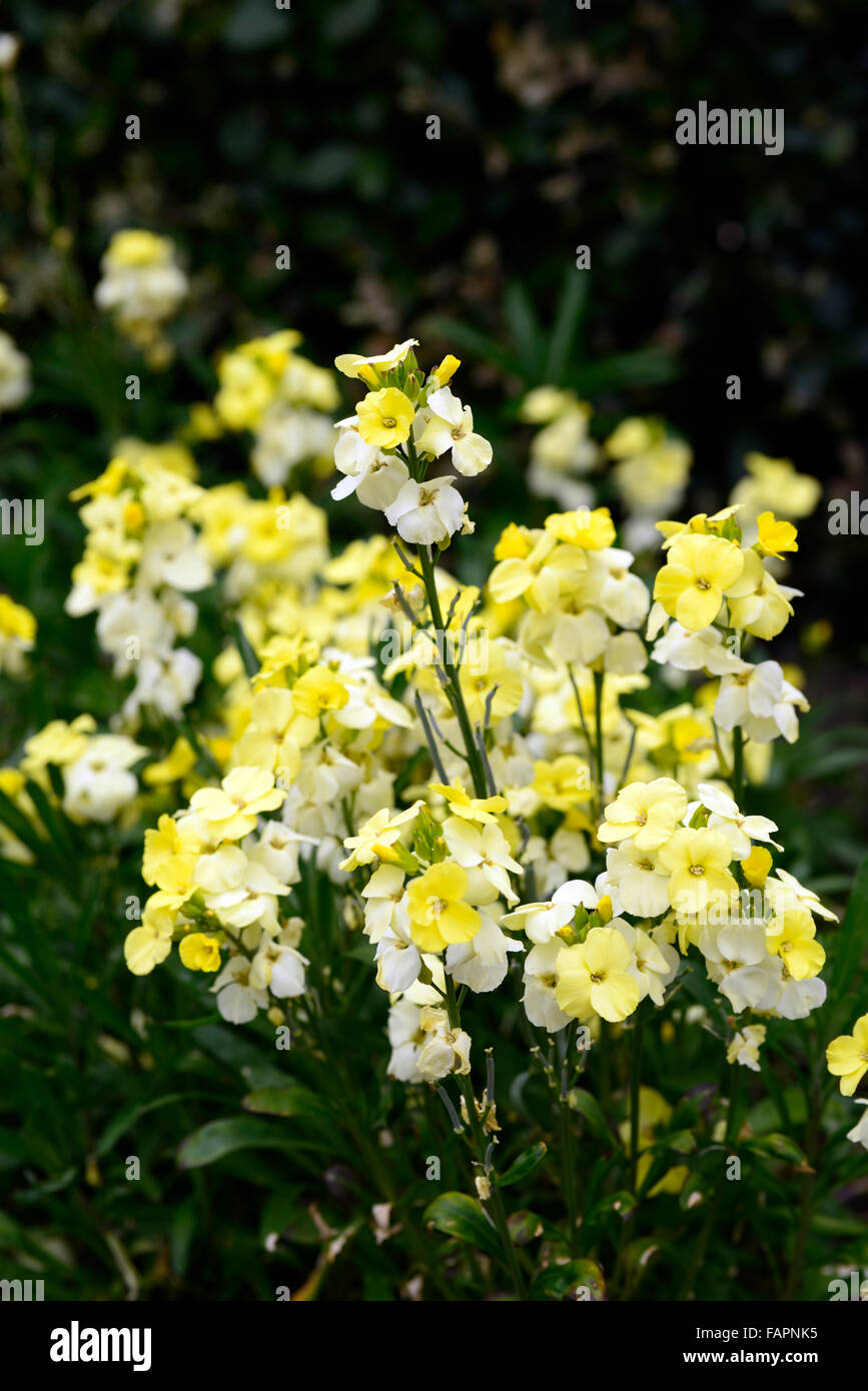 Erysimum cheiri Cheiranthus cheiri primrose bedder Wallflower yellow flowers flower flowering spring scented scent RM Floral Stock Photo