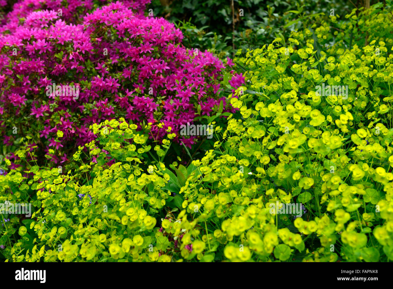 euphorbia palustris lime green purple azalea flower flowers flowering bracts spring display colour color combination RM Floral Stock Photo