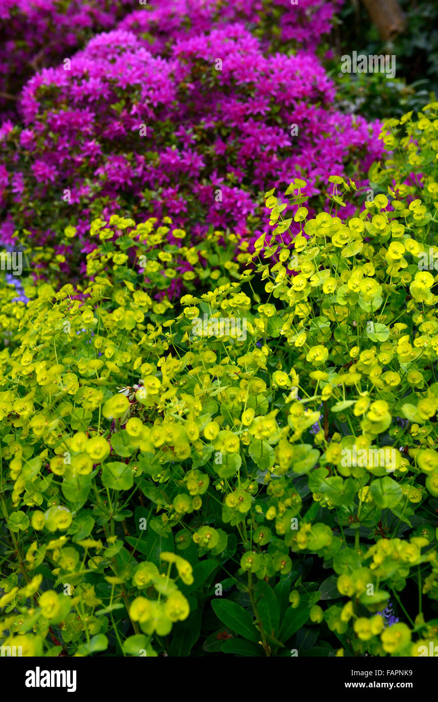 euphorbia palustris lime green purple azalea flower flowers flowering bracts spring display colour color combination RM Floral Stock Photo