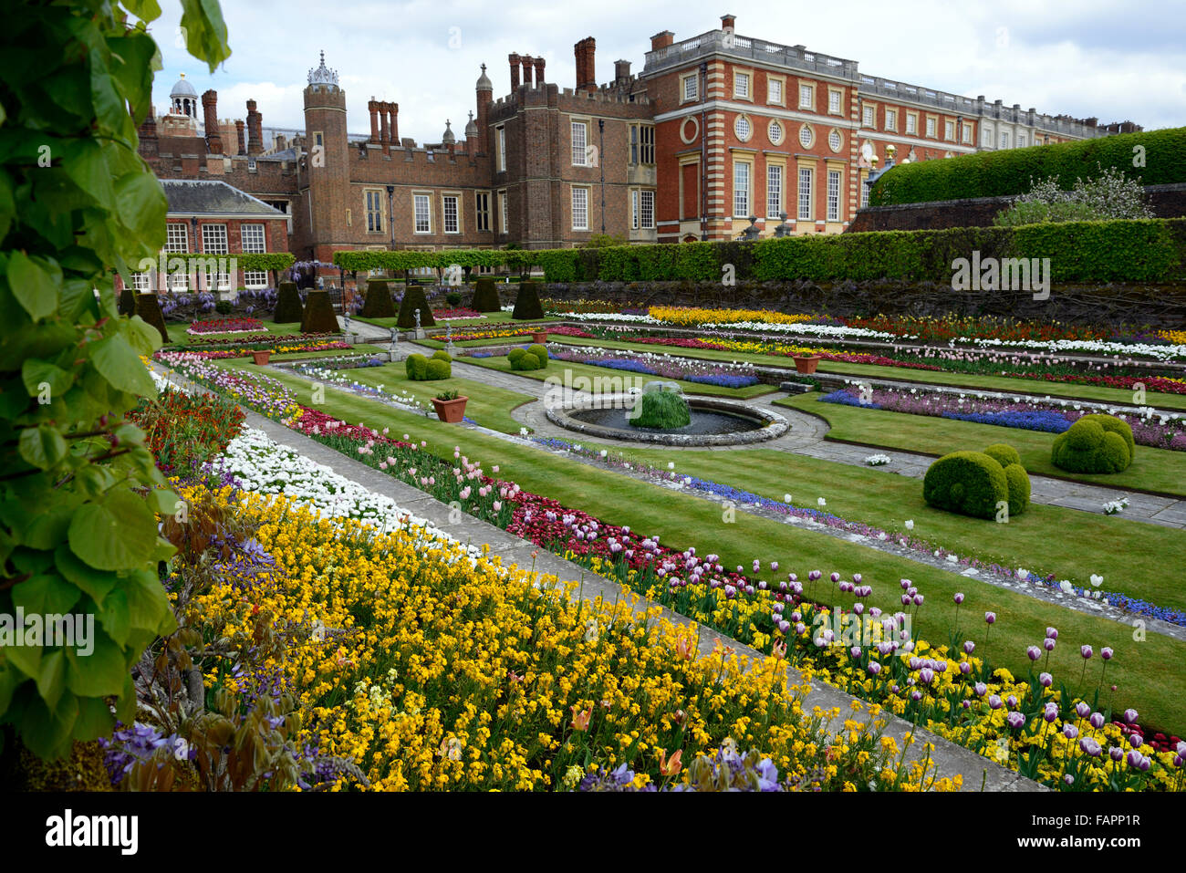 Hampton Court Palace Gardens sunken garden spring flowers tulips