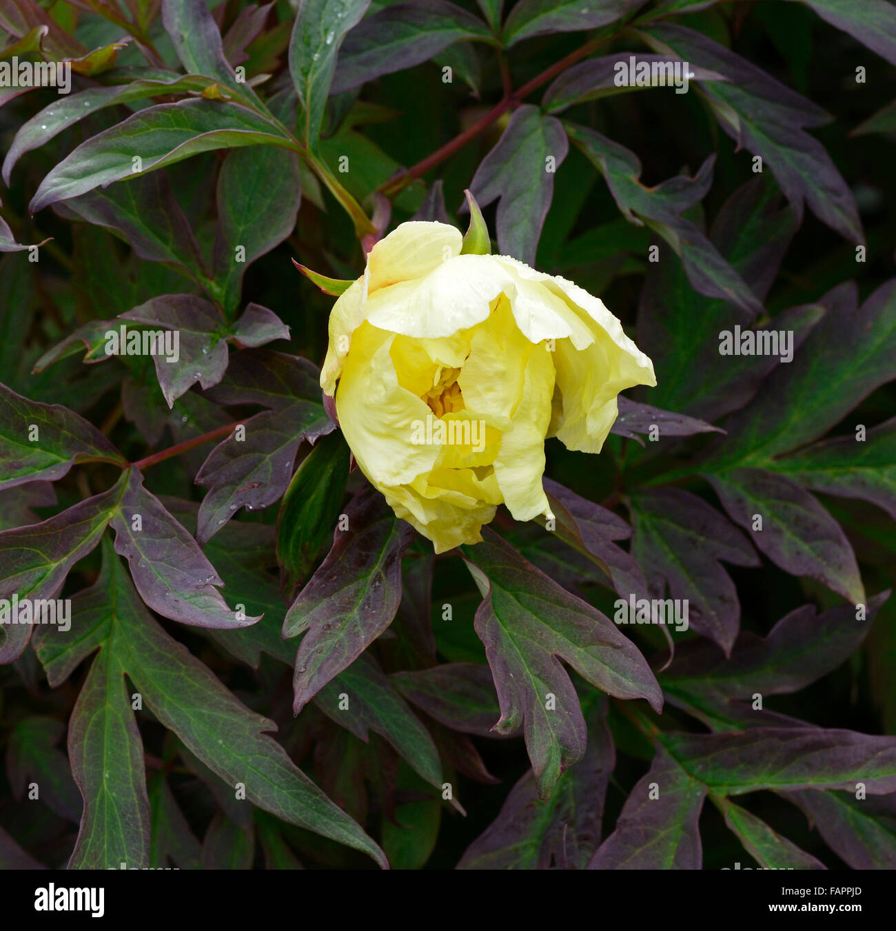 Paeonia × lemoinei argosy yellow flowers Peony Peonies flower flowering bloom blooming RM Floral Stock Photo