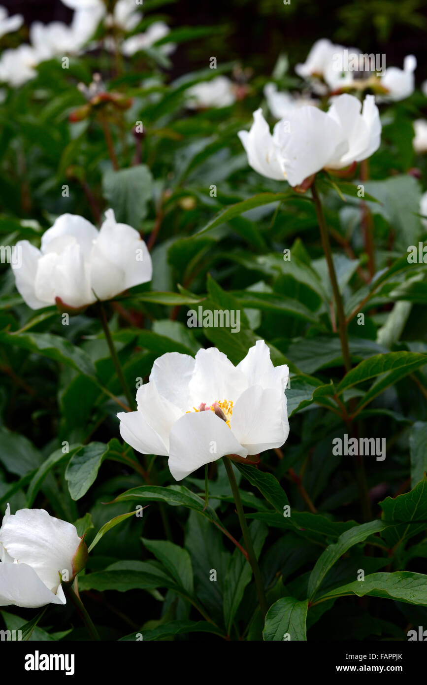 paeonia emodi white flowers Himalayan Peony Peonies flower flowering