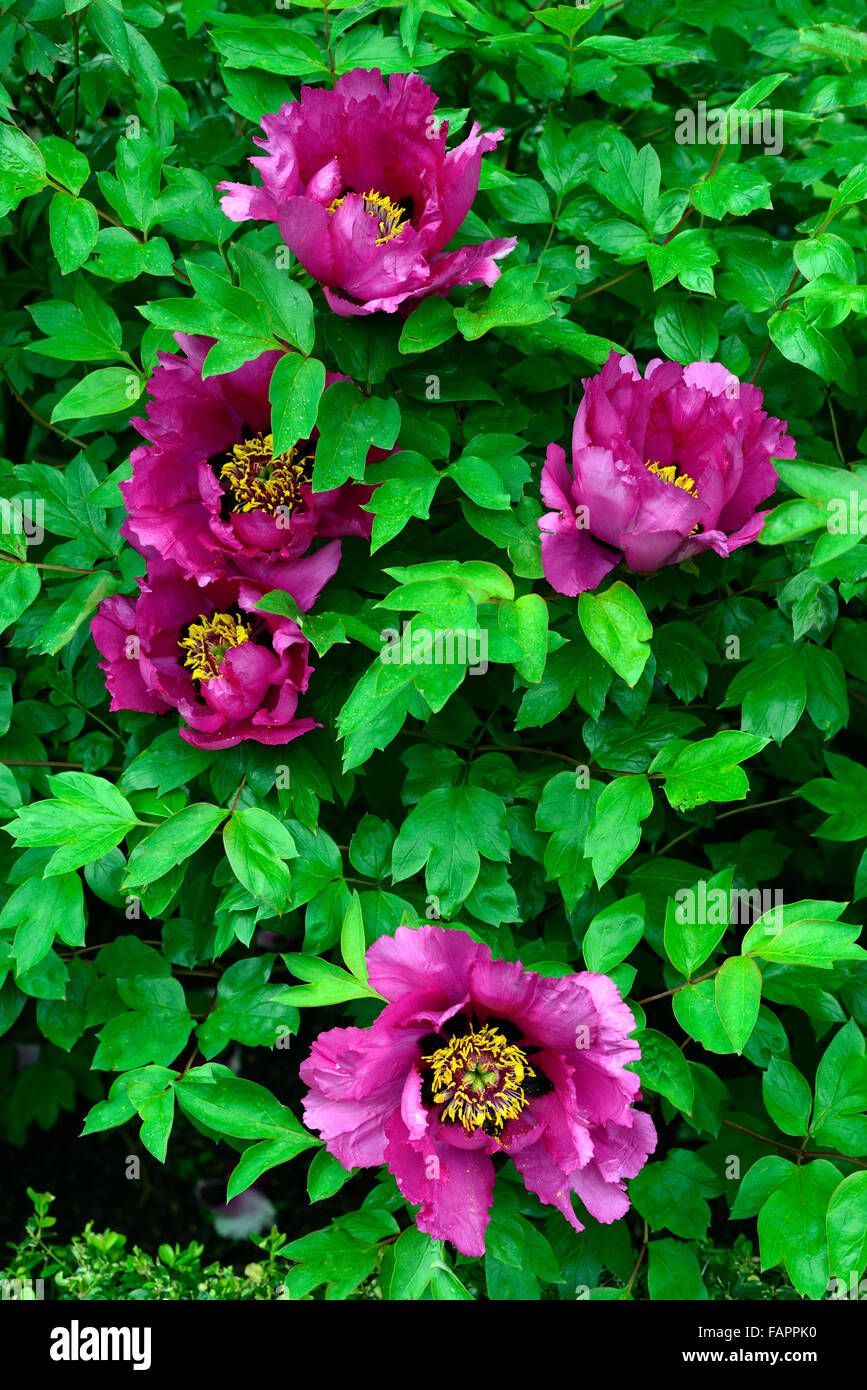 pix Tree Peony Purple Rockii alamy