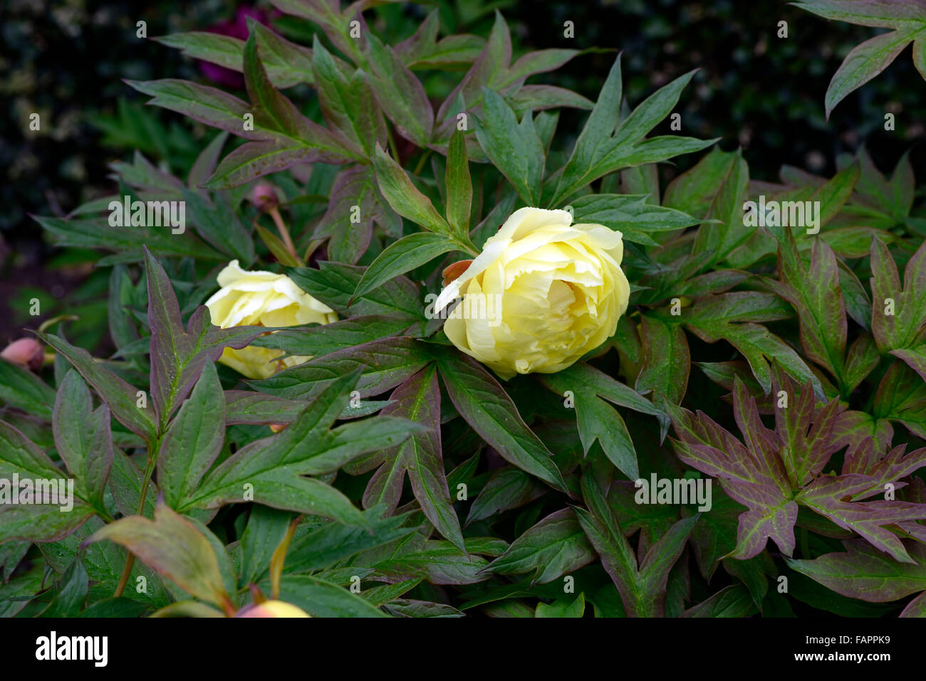 paeonia suffruticosa hai huang yellow flowers Chinese tree Peony ...