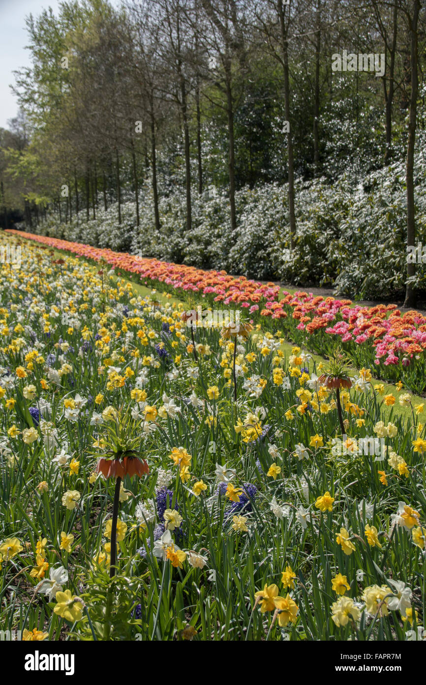 Keukenhof spring garden, Holland Stock Photo