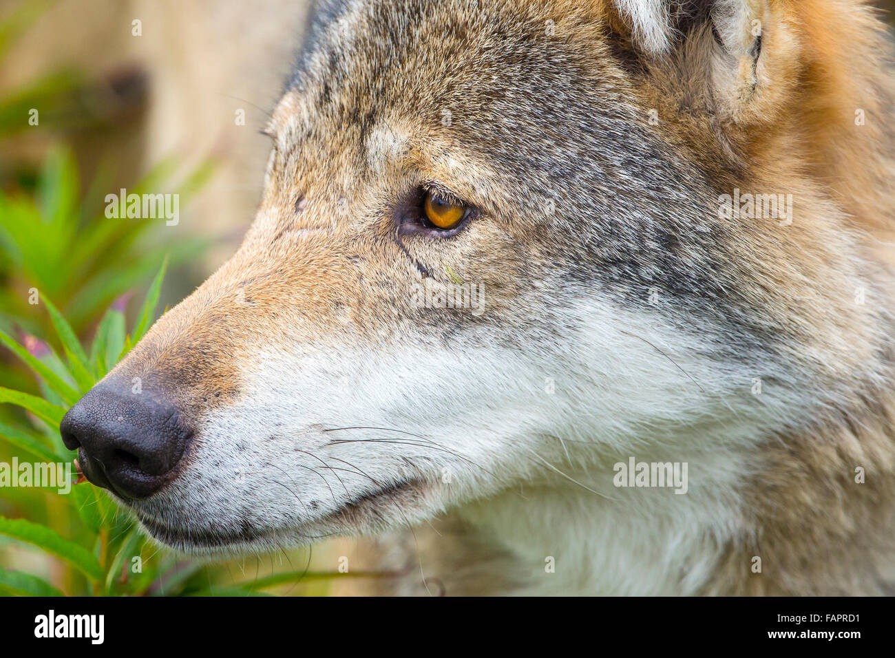 Close-up portrait of a wolf head Stock Photo