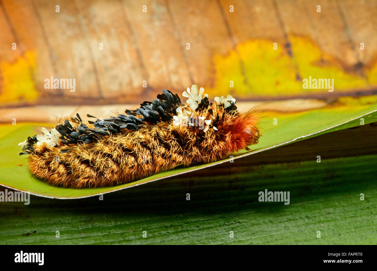 Shag carpet caterpillar (Tarchon felderi), thick layer of poisonous hairs, Andean cloud forest, Mindo, Ecuador, Stock Photo