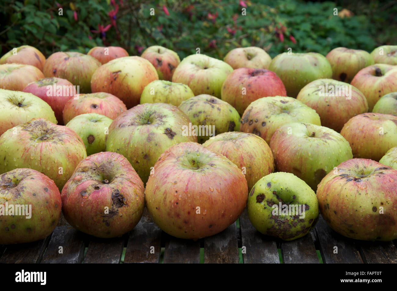 Organic cooking apples, a larger, tarter tasting cultivar of the fruit tree “Malus domestica, on a wooden garden table. England, United Kingdom. Stock Photo