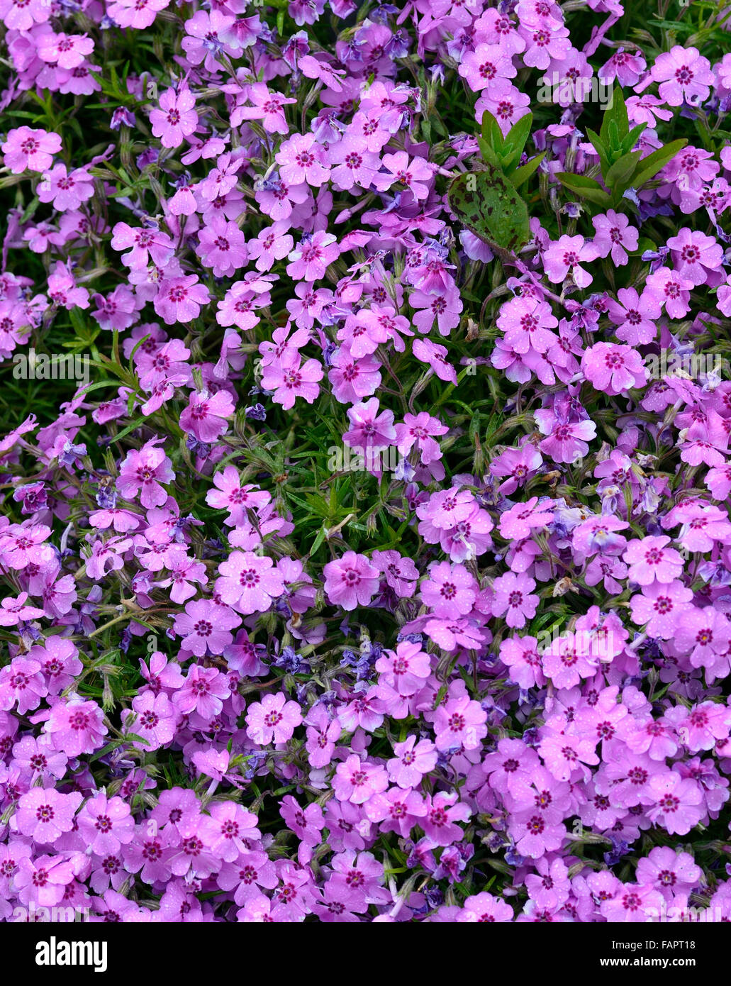 phlox adsurgens purple flower flowers flowering garden perennial RM Floral Stock Photo
