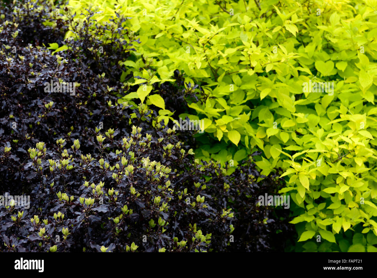 pittosporum shrub dark leaves leaf foliage green contrast contrasting RM Floral Stock Photo
