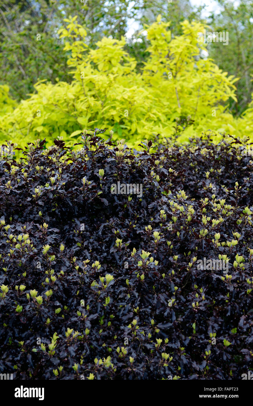pittosporum shrub dark leaves leaf foliage green contrast contrasting RM Floral Stock Photo