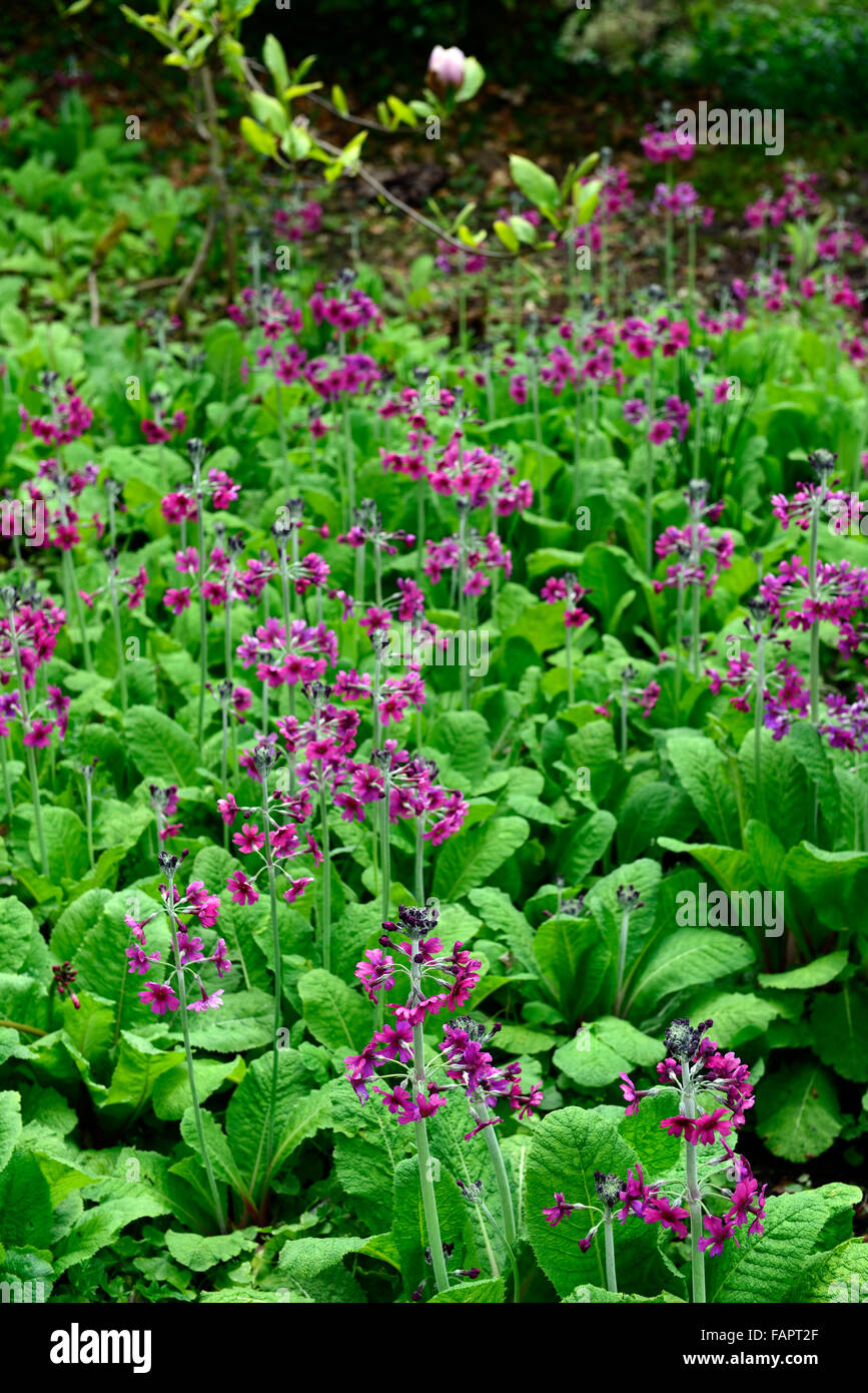 primula beesiana purple red flowers flower flowering candelabra