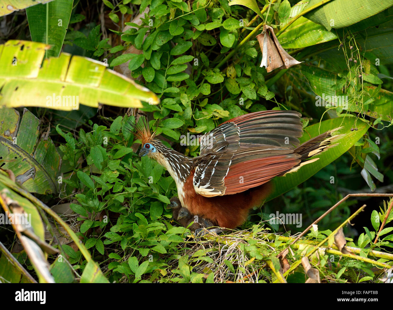 Hoatzin (Opisthocomus hoazin) sitting on nest with two young, Manu National Park, Peru Stock Photo