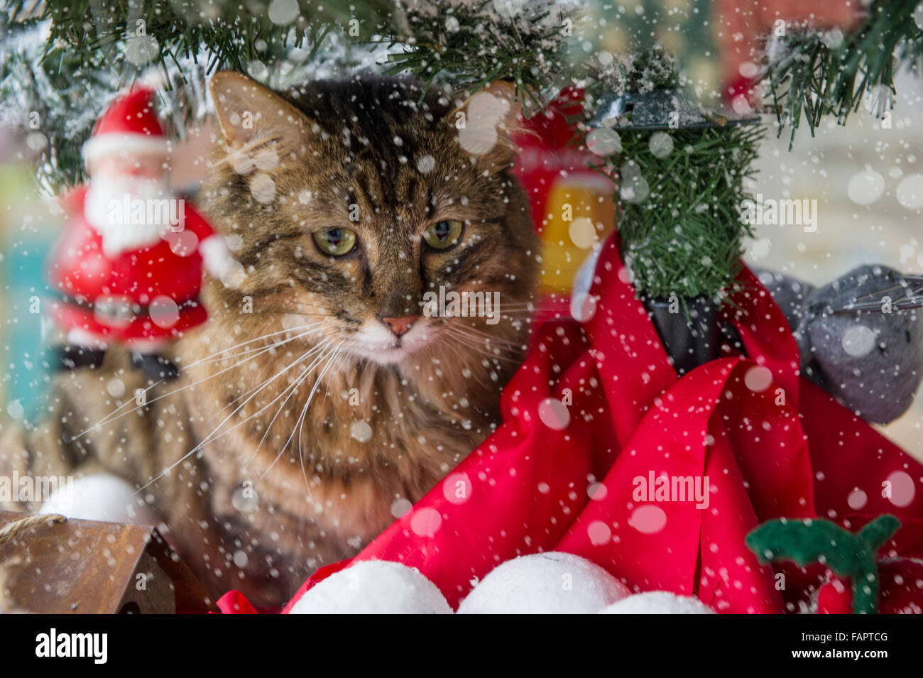A cat under the Christmas Tree Stock Photo Alamy