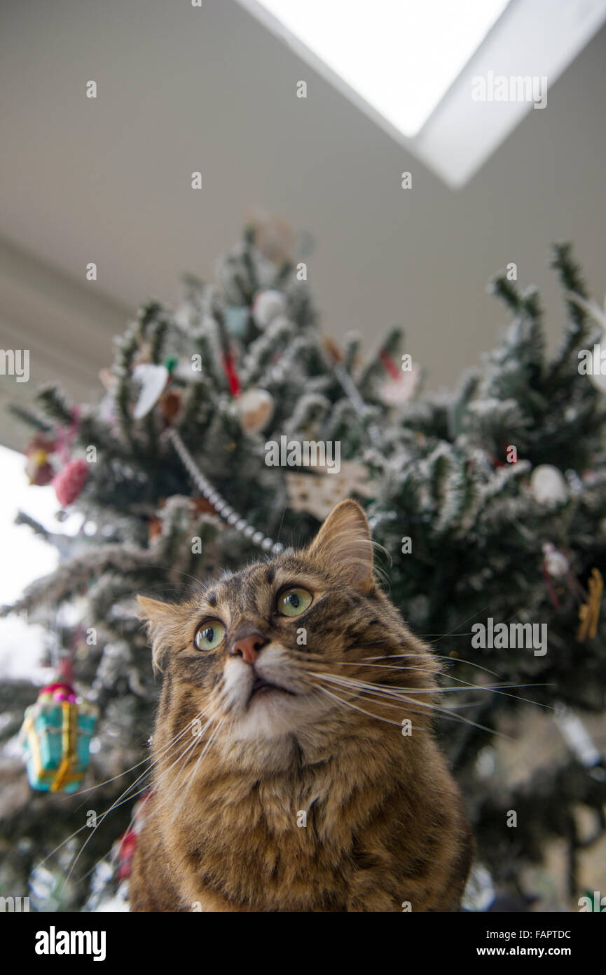 A cat under the Christmas Tree Stock Photo Alamy