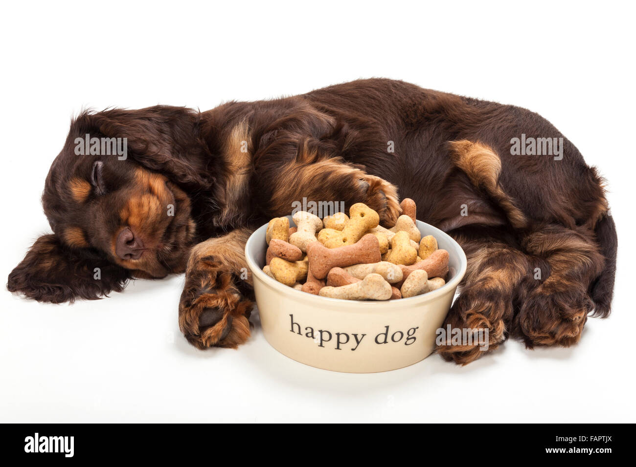 Cute Cocker Spaniel puppy dog sleeping by Happy Dog bowl of boned shaped biscuits Stock Photo