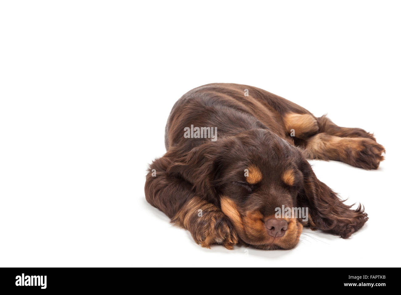 Cute Cocker Spaniel puppy dog sleeping Stock Photo