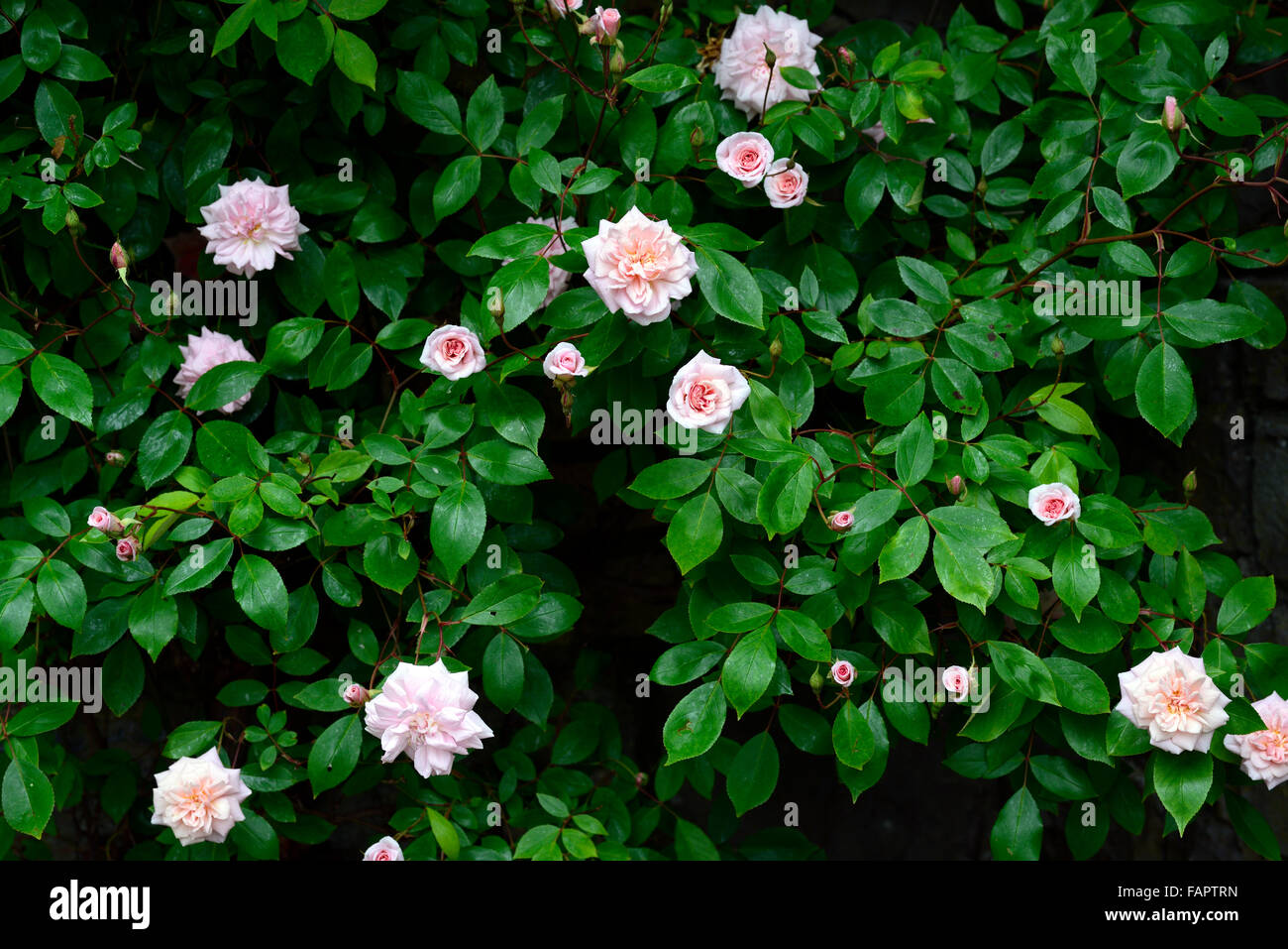 rosa cecile brunner climbing climber pink rose roses summer perennial old fashioned RM Floral Stock Photo