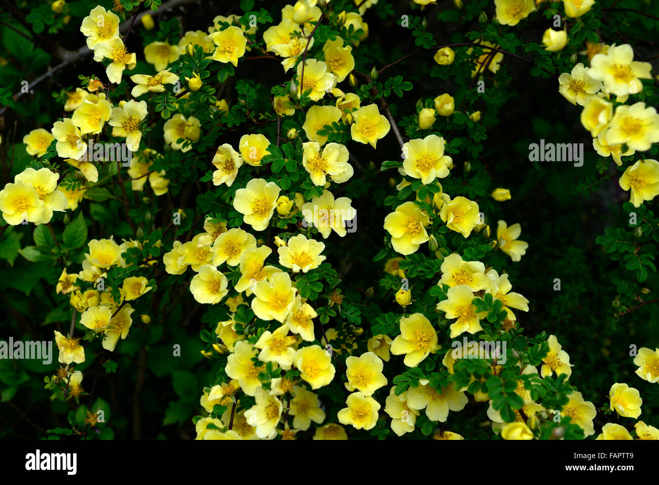 Rosa xanthina Canary Bird yellow flower shrub rose flowers clusters