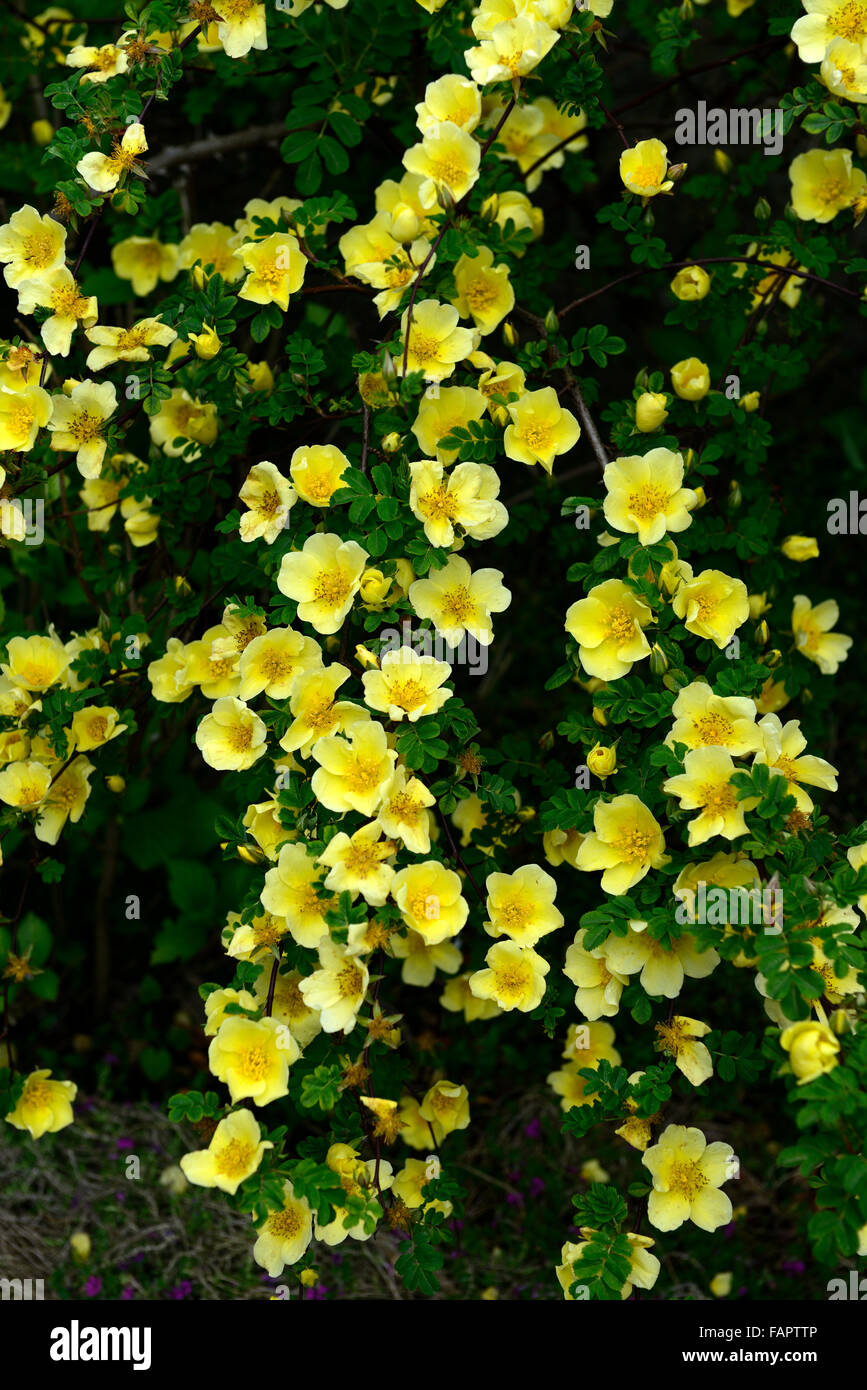 Rosa xanthina Canary Bird yellow flower shrub rose flowers clusters