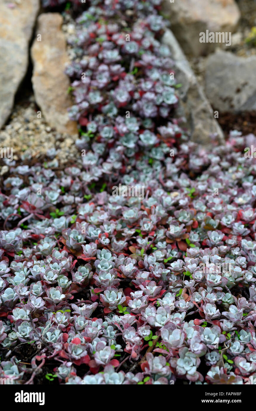 Sedum spathulifolium purpureum succulent succulents river design layout rock garden gardening rockery alpine planting RM Floral Stock Photo