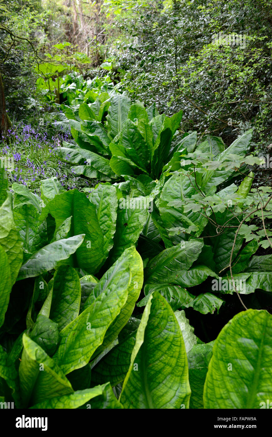 Lysichiton americanus yellow skunk cabbage foliage leaves spring perennials bog water aquatic plants RM Floral Stock Photo